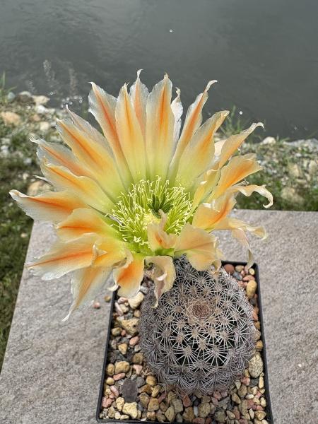 Echinocereus ctenoides